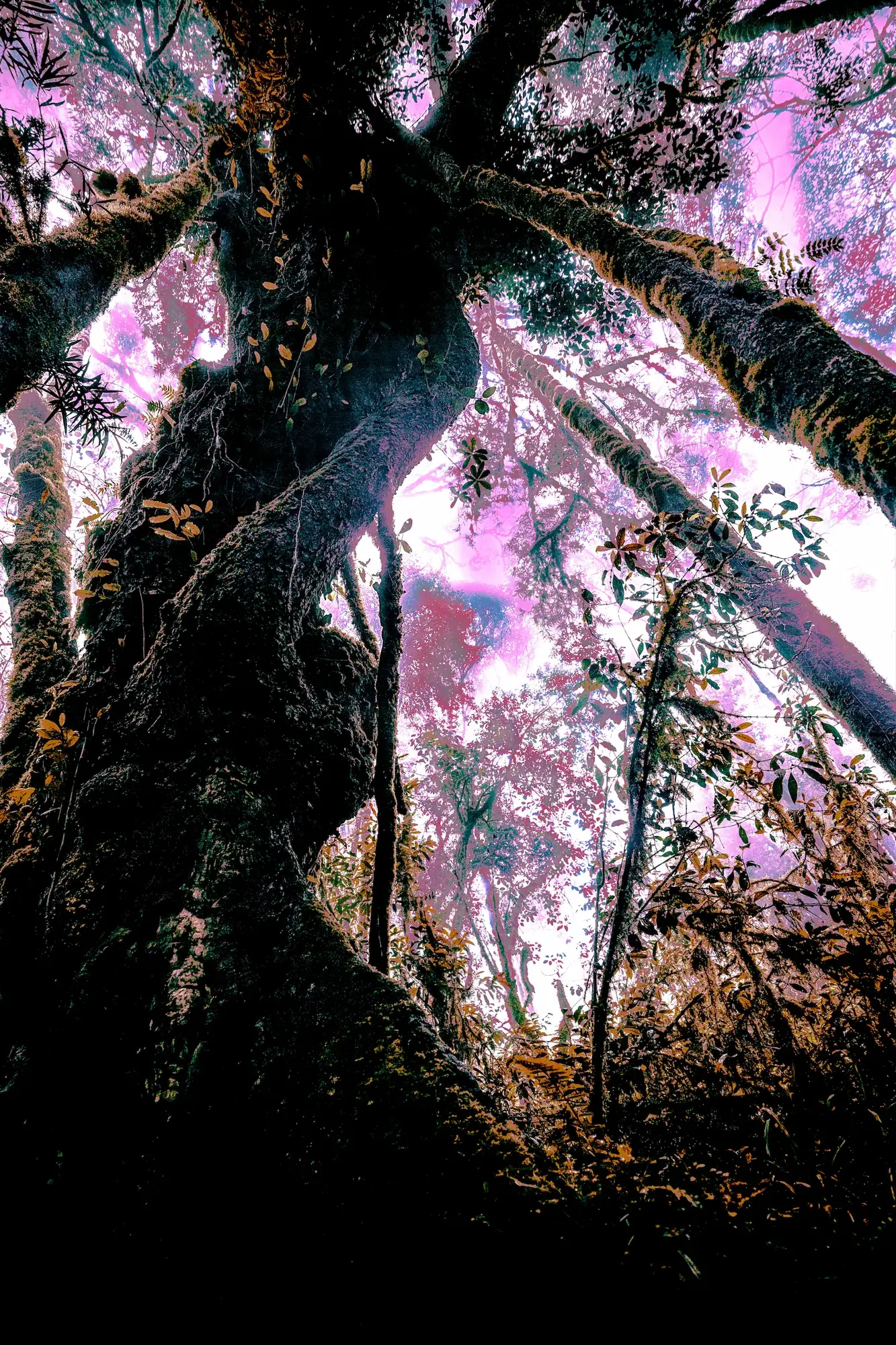 The Guardians · Twin